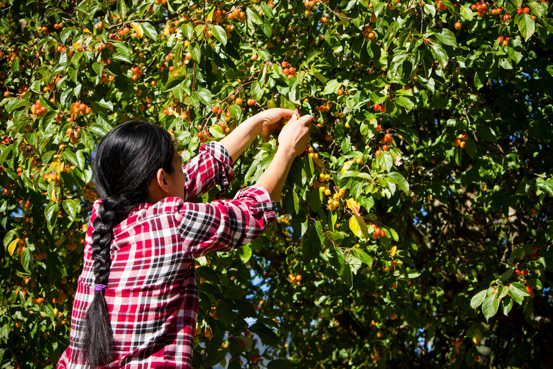 Agricultural Occupation Harvesting Crabapple